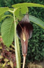 He is the guild leader of herb garden. Arisaema Speciosum Is A Very Popular Variety Of Arisaema