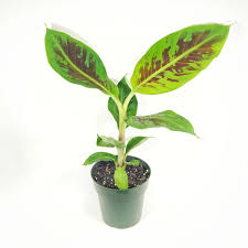 Image result for Musa Cavendish