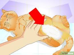 Dann fehlt die mama auch nicht ganz so doll. Erkennen Ob Eine Katze Sterilisiert Ist 12 Schritte Mit Bildern Wikihow