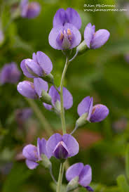 Image result for Indigofera cylindracea