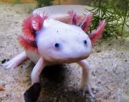 Axolotl Wild Life Animal Animals Beautiful Weird Animals Cute Fish