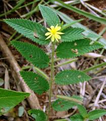 Image result for Corchorus schimperi