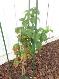 Ripe raspberries on a plant ready for harvest. What Would Cause Only One Cane Of A Raspberry Plant To Show Nutrient Defficiency Gardening Landscaping Stack Exchange