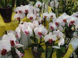 Maybe you would like to learn more about one of these? Repotting Phalaenopsis Moth Other Monopodial Orchids