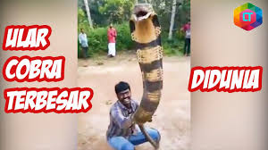 Yups pada artikel kali ini masih berhubungan dengan ular namun agak sedikit berbeda dengan artikel sebelumnya. Lebih Besar Dari Garaga 6 King Cobra Terbesar Didunia Youtube