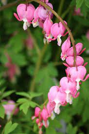 Come Heal My Bleeding Heart Bleeding Heart Amazing Flowers Bleeding Heart Flower