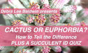 If you answer incorrectly, you'll have to expend even more energy to finish the lesson, and given the already slow pace of the game, no one wants that. Euphorbia Or Cactus How To Tell Laptrinhx News