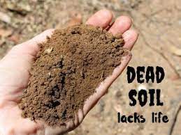 Comfrey is a leafy plant with long roots that draw up minerals from deep in the ground. Simple Ways To Fix Dry Garden Soil