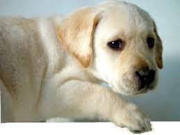 Barefoot Labradors Of Killingworth Ct