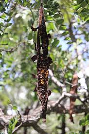 Image result for Cassia abbreviata