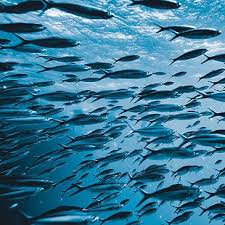 Image result for Scombroid Fish Poisoning