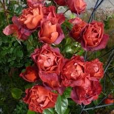 Find great deals on ebay for chocolate hot cocoa. Rosa Hot Chocolate Rose Hot Chocolate In Gardentags Plant Encyclopedia