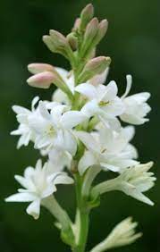 Long lasting cut flowers australia. How To Make A Fresh Flower Bouquet Hoselink