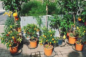 The rate in which they grow is impressive. 6 Hacks For A Faster Fruit Production At Your Home Garden