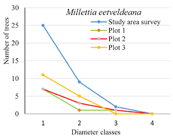 Image result for Millettia eetveldeana