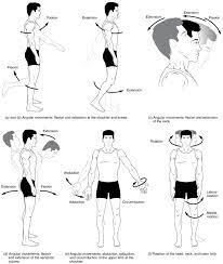 The free muscular system labeling sheet includes a blank diagram to label some of the main muscles in the body. Types Of Body Movements Derived Copy Of Anatomy Physiology A P 1 Openstax Cnx