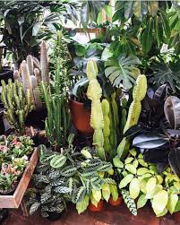 Here's how to grow cacti in a foolproof way to get flowers. Plantstore House Plant Pots Green Plants Flora Garden