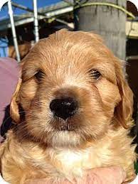 Our available puppies range from maltipoo, maltese, yorkie, and other hyrbird small dog breeds. San Marcos Ca Maltese Meet Maltipoo Puppy A Pet For Adoption