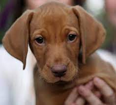 Vizsla Pup Classic Look Puppies Vizsla Vizsla Dogs