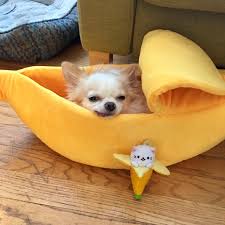 She got quite a kick out of his photos. Just Got A Reddit Inspired Dog Bed Then Remembered I Have This Key Chain That S Bananas Chihuahua