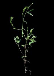 Image result for Zornia glochidiata