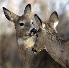 Pennsylvania Department of Agriculture expands chronic wasting disease  quarantine list to include 27 deer farms in 16 counties