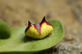 Image result for Poecilostachys