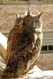 Urban Spotted Eagle Owls The Owl Pages Owl Northern Spotted Owl Beautiful Owl
