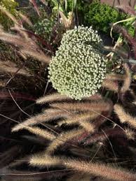 Image result for Eriocaulaceae