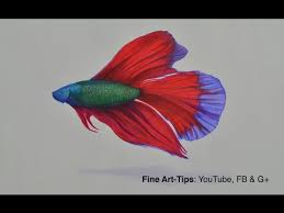 It is rendered in faber castell colored. How To Draw A Beta Fish With Color Pencils And Markers Youtube