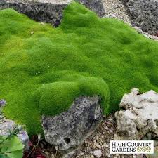 Wallowa Mountains Sandwort Arenaria Ground Cover Plants High Country Gardens Moss Garden