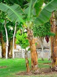 Amazon Com One Gallon Dwarf Banana Musa Dwarf Cavendish Best House Plant Banana Fruit Trees Patio Lawn Garde Banana Plants Plants Indoor Banana Tree