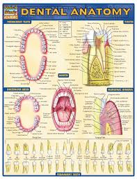 Dental Anatomy Reference_guide