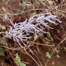 Image result for Tetradenia