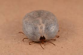 How One Tick Bite Can Lead To A Life Threatening Meat Allergy Pbs Newshour