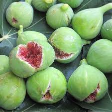 Résultat de recherche d'images pour "fig wasps in florida"