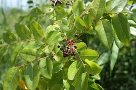 Image result for Phyllanthus glaucophyllus