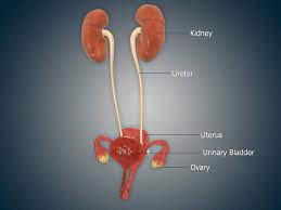Stk700504h Uterus Ovaries Bladder