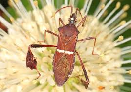 Image result for Lepidagathis eriocephala