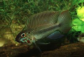 Pictures Summary Pet Fish Cool Fish Aquarium Fish