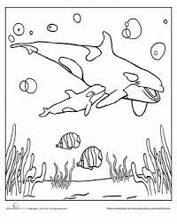 Plus, it's an easy way to celebrate each season or special holidays. 26 Best Ideas For Coloring Orca Coloring Sheet