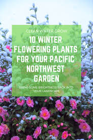 I used to live in the pacific northwest! Pin On Pacific Northwest Native Gardening