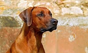 Maybe you would like to learn more about one of these? What To Do If A Dog Is Choking A Guide Canna Pet