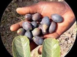 Image result for Canarium schweinfurthii