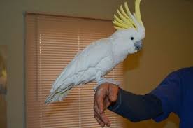 The goffin's cockatoo is a great pet bird if you have spare time. Pets Rose Breasted Cockatoo Manufacturer From Bengaluru