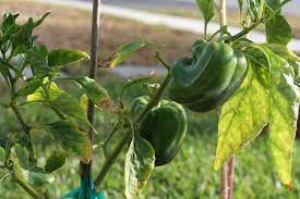 They then require less nitrogen, but plenty of. Pepper Leaf Curl What Causes Leaves To Curl On Pepper Plants