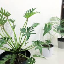 Hello Monstera S Sister From Philodendron Family Xanadu Cabangnya Hanging Plants Indoor Plants Plants