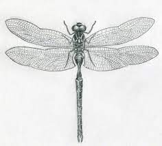 Why The Dragonfly Dragonfly Transitions Dragonfly Drawing Dragonfly Art Dragonfly