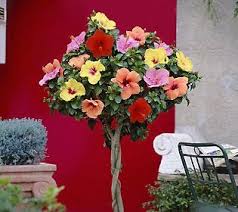 It takes 60 seconds to produce 1 ton of hibiscus petals so the production rate is 1 ton of hibiscus petals per minute. Cottage Farms Rainbow Braided Hibiscus Tree Qvc Com Hibiscus Tree Hibiscus Plant Hibiscus
