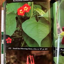 Image result for Ipomoea hederifolia